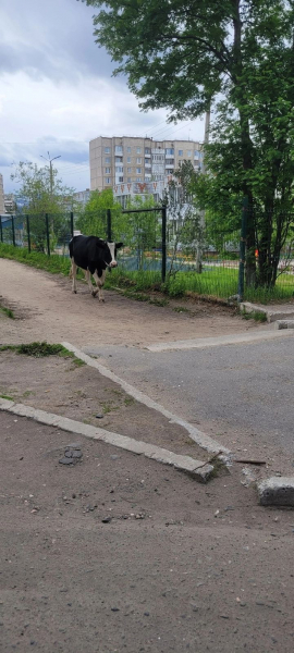 Корова гуляла по улице в По улице в Мурманской области Корова