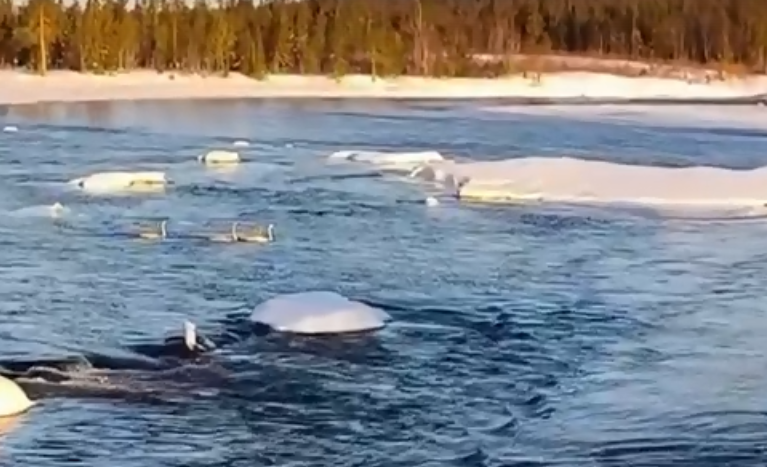 Лебеди