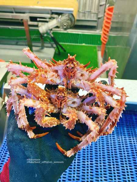 Моряк из Мурманска показал романтическую морскую парочку Крабы