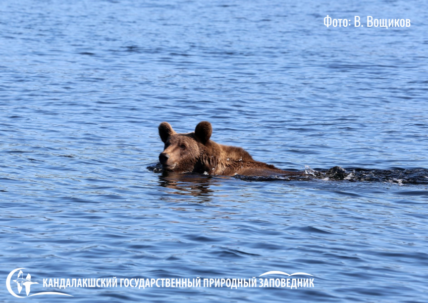 Необычного плавца заметили в Мурманской области