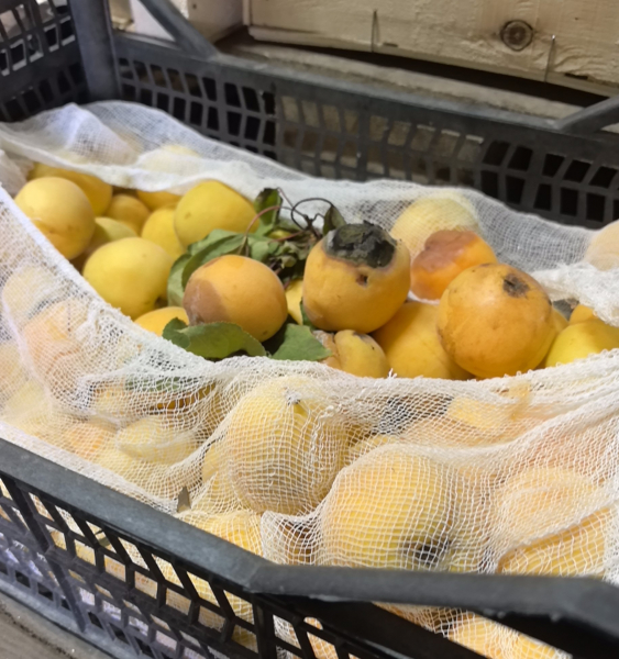 Зараженные вирусом продукты привезли в Мурманскую область Абрикосы