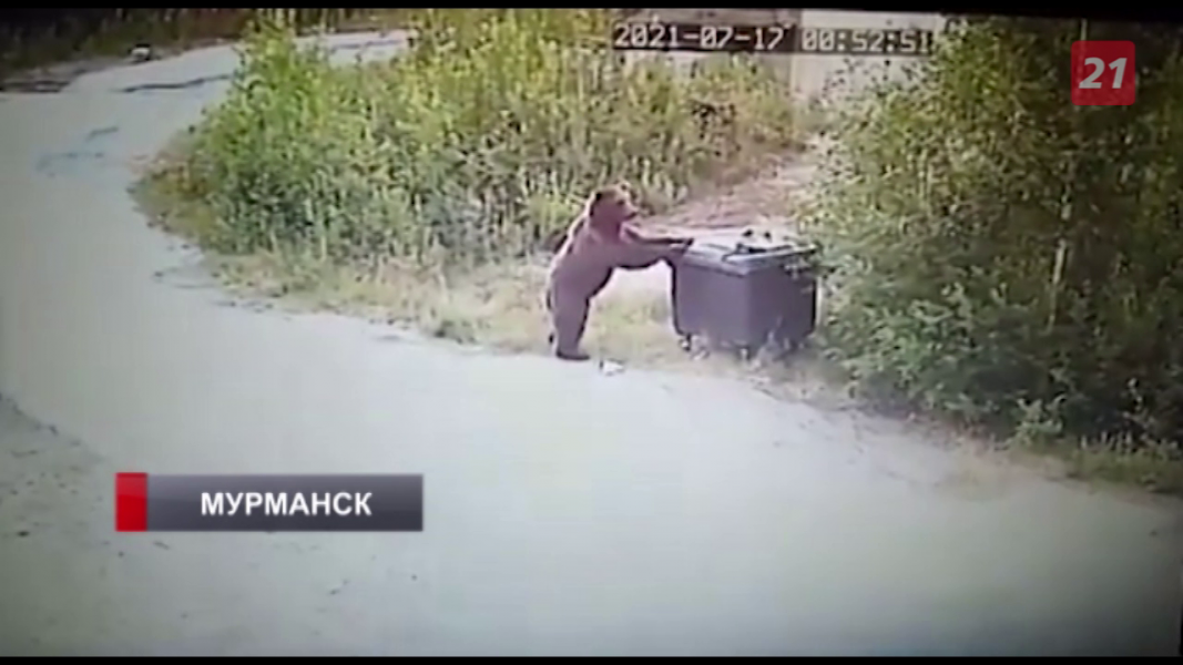 Пожар в автобусе и неудачный пир медведя. Обзор происшествий Мурманской области Медведь