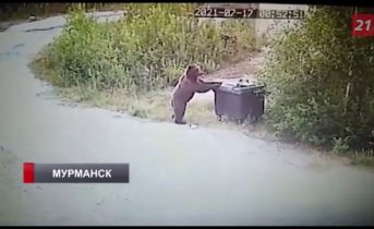 Медведь