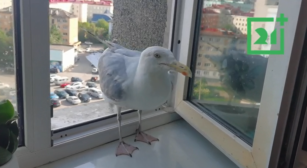 Чайка