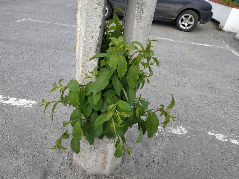 Дерево