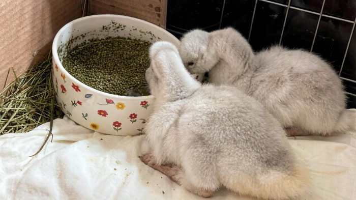 Утята