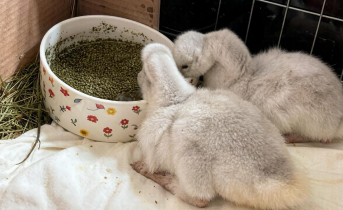 Утята