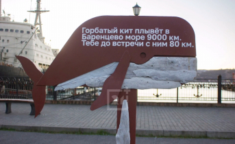 Кит