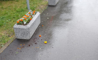 Вандалы вырвали цветы в Мурманске Цветы