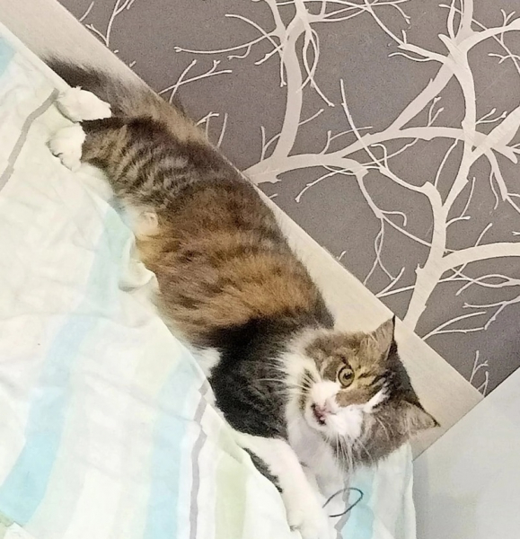 Пропавший после ДТП кот Кот