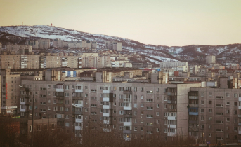 Страшные новости. Собаки загрызли котенка в Мурманске Мурманск