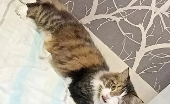 Кот
