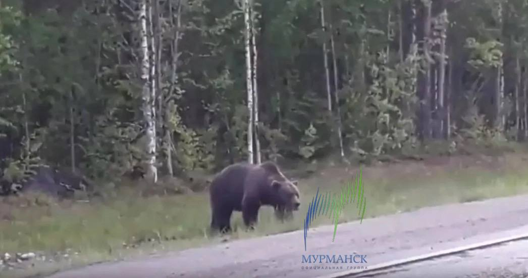 Северяне встретились с медведем в Мурманской области Медведь