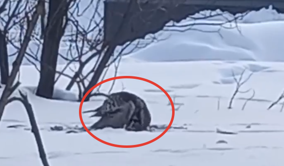 Сова