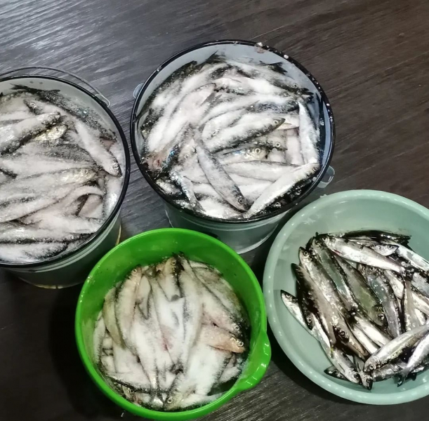 Турист похвастался богатым уловом селедки из Мурманской области Селедка