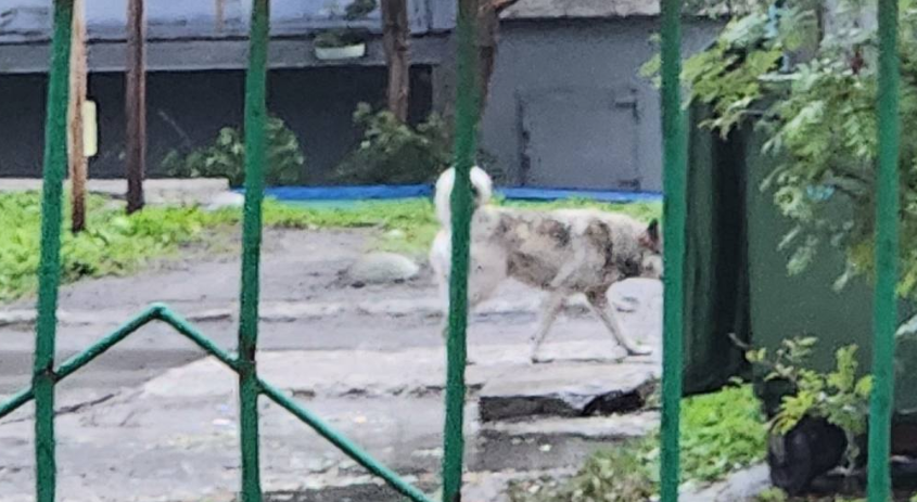 Агрессивная собака нападает на людей возле детского сада в Мурманске собака