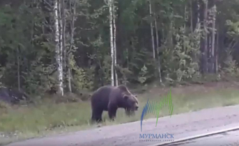 Северяне встретились с медведем в Мурманской области Медведь