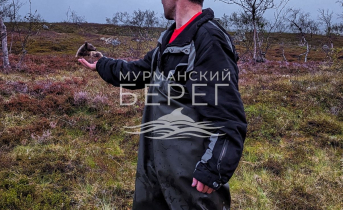 Медведя встретили в Мурманской области Медведь