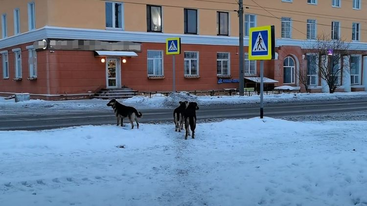 Соцсети: бродячие собаки напали на женщину в Мурманской области Бродячие собаки