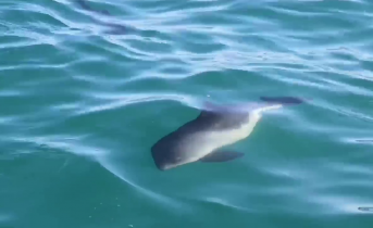 Мурманский рыбак заснял на видео дружелюбных китов Морские свиньи