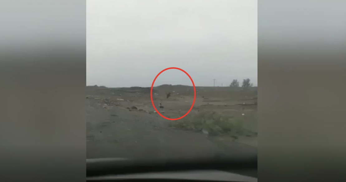 Возле дороги в Мурманской области водители встретили медведя Медведь