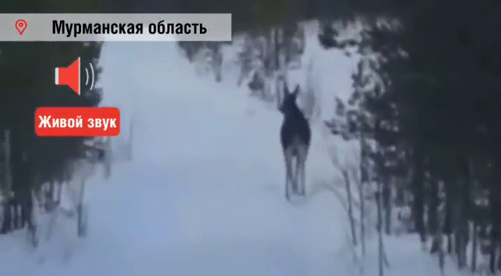 Лось выбежал к людям в Мурманской области Лось