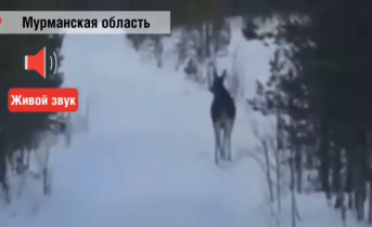 Лось