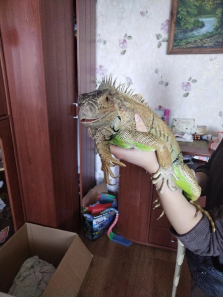В Мурманске на дереве обнаружили игуану Ящерица