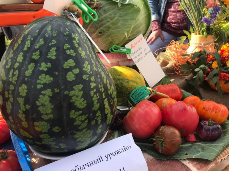 Арбуз