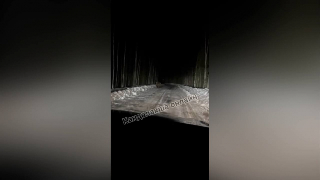 Медведь в Мурманской области Медведь