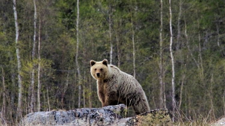 В Мурманской области по городу разгуливает медведь Медведь