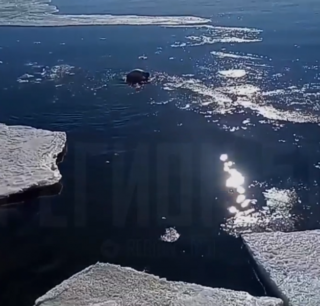 Смельчак прыгнул в ледяную воду Кандалакша