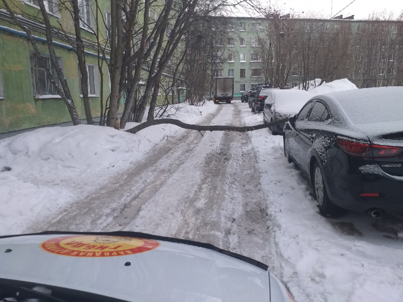 Неожиданное препятствие появилось во дворе в Мурманске Рухнувшее дерево