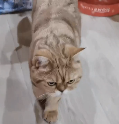 Кража денег Кошка