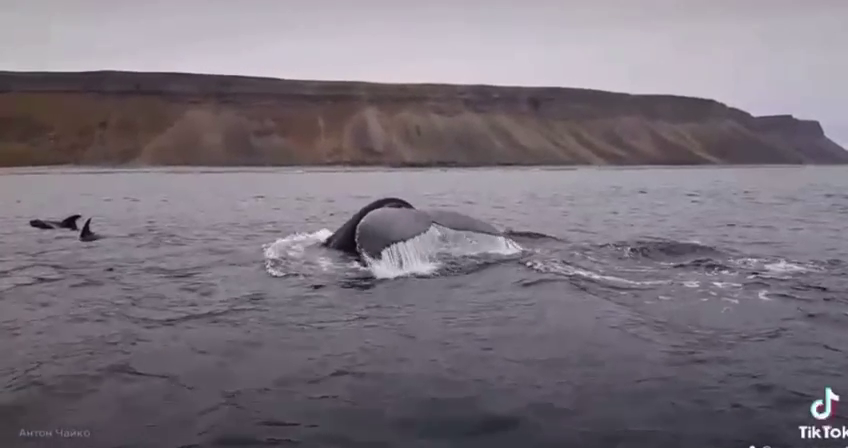 В Баренцевом море рыбака сопроводили морские обитатели Киты