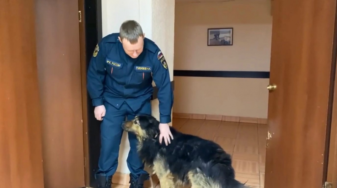 Трогательное видео о четвероногом друге в Мурманске набирает популярность в соцсетях Сотрудник МЧС