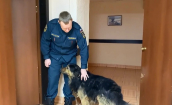 Трогательное видео о четвероногом друге в Мурманске набирает популярность в соцсетях Сотрудник МЧС