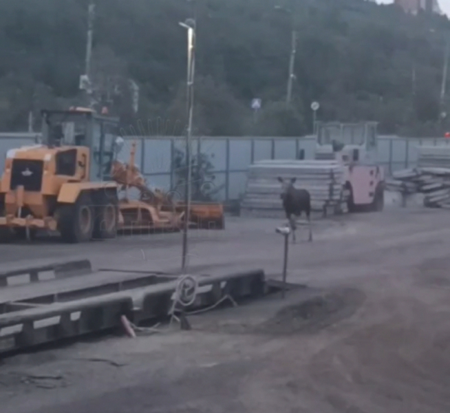 Лоси в городе. Необычную картину наблюдали в Мурманске Лось