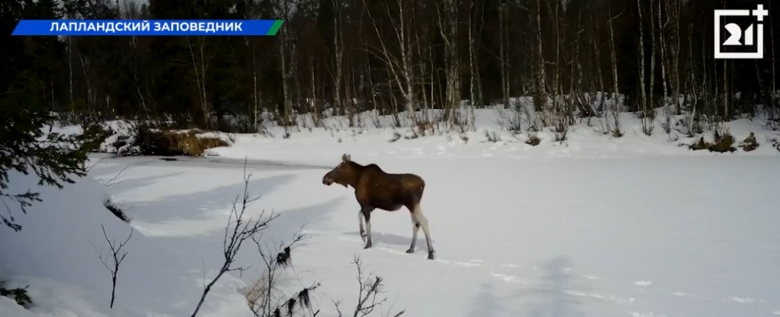 лось