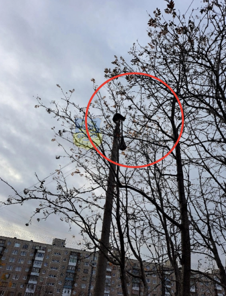 Неравнодушные северяне сделали доброе дело в Мурманске Кошка