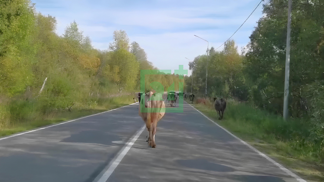 Гуляющие коровы перекрыли дорогу в Мурманской области Коровы
