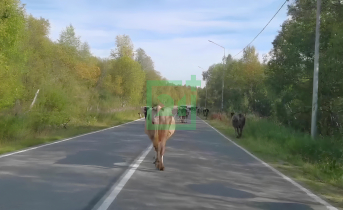 Гуляющие коровы перекрыли дорогу в Мурманской области Коровы