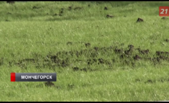В Мурманской области озеленят площадки вокруг крупных производств Газон