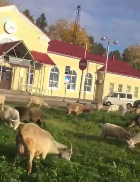 Стадо коз и овечек оккупировало площадь перед вокзалом в Мурманской области Козы