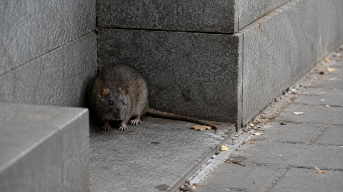 В Мурманске проведут масштабную обработку