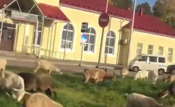 Стадо коз и овечек оккупировало площадь перед вокзалом в Мурманской области Козы