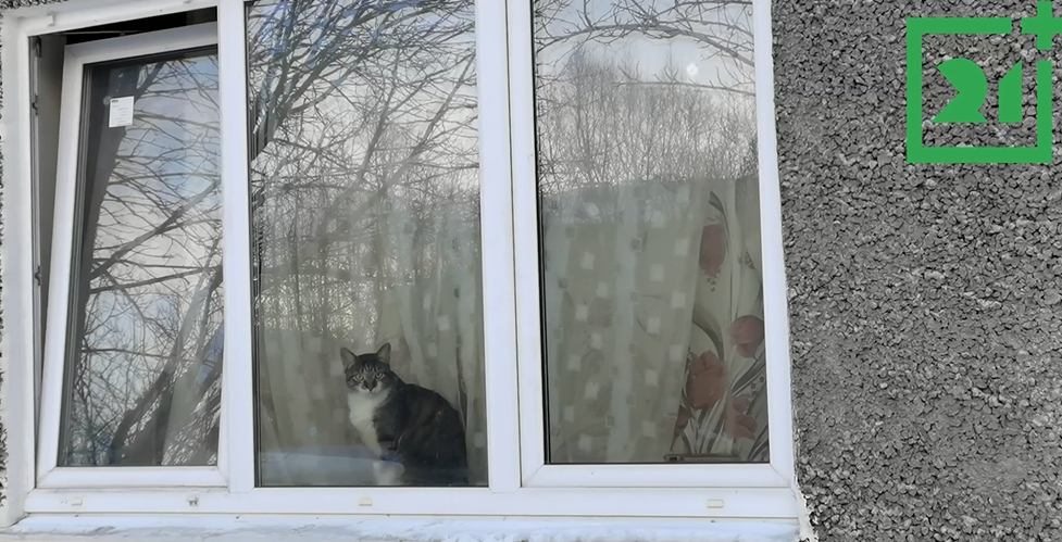 Кот