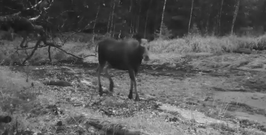 Разговоры диких животных в Мурманской области попали на видео Разговоры диких животных в Мурманской области попали на видео