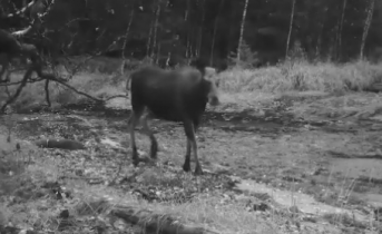 Разговоры диких животных в Мурманской области попали на видео Разговоры диких животных в Мурманской области попали на видео