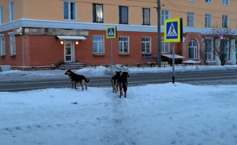 Сообщения о нападении агрессивных собак на женщину в Мурманской области заинтересовали полицию Бродячие собаки